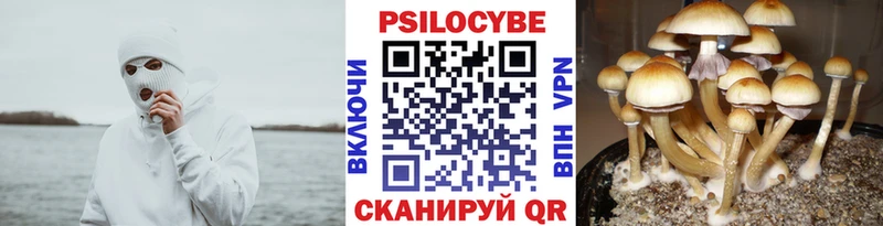 Купить закладки  Заозёрный  Псилоцибиновые грибы Psilocybine cubensis 